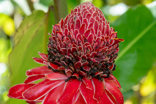 a tropical flower with many names.
Etlingera elatior, torch ginger, ginger flower, red ginger lily, torchflower, torch lily, wild ginger, rose de porcelaine, etc.
Picture shot in Martinique.