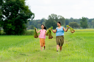 Obraz premium Young Asian girls hold rice seedlings and walk on road in rice field with big tree on the background.