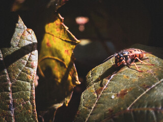 spider on a leaf - obrazy, fototapety, plakaty