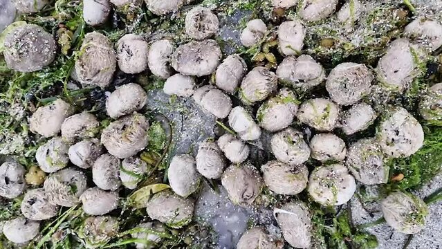 Lots of sea urchins on a beach in County Donegal, Ireland