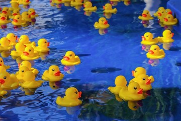 Many small yellow rubber duck toys are floating in the water. Lots of fun ducklings float in blue pool.