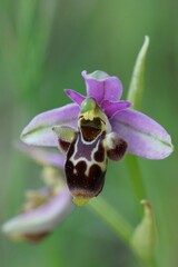 Vertical close up of a colorful flower of woodcock bee-orchid or woodcock orchid ( Ophrys scolopax )