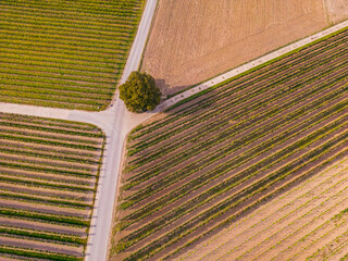 Reihen von Weinreben zwischen sich kreuzenden Wegen und einem einzigen Baum