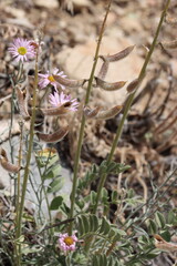 Minthorn Milkvetch, Astragalus Minthorniae Variety Villosus, a native perennial herb displaying crescentic trichomatic leguminous pod fruit during springtime in the San Bernardino Mountains.