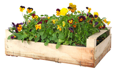 Cageette de Viola cornuta