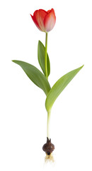 Tulipe rouge avec bulbe et racines