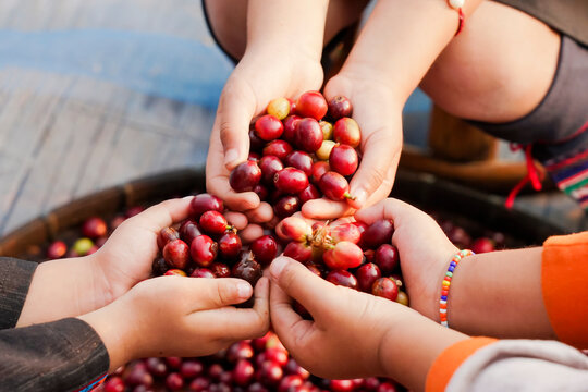 Robusta and arabica coffee berries in kids hands.