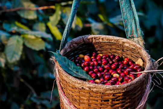 Harvesting Robusta and arabica coffee berries in the North of Thailand .