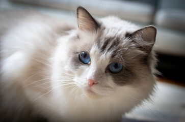 close up of a furry cat with blue eyes