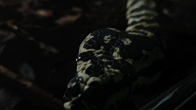 close-up of the head of a crawling snake