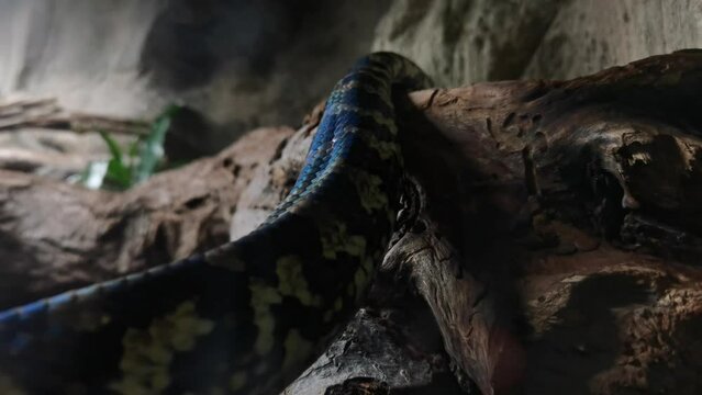 close-up of a snake from the python family crawling