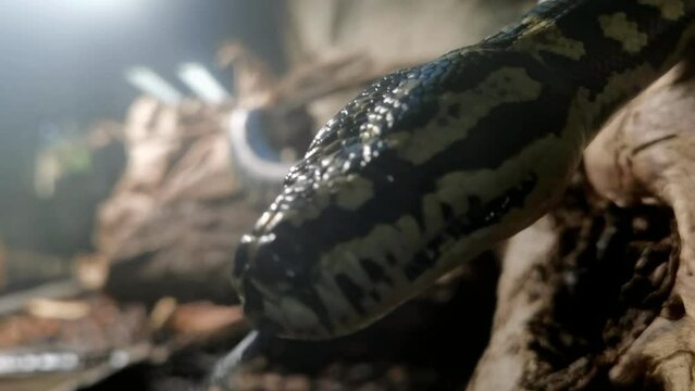 close-up of a python while it crawls and hisses