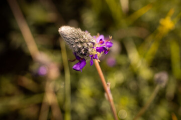 flor lavanda