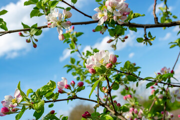 Blossoming branch of apple tree on a background of blue sky