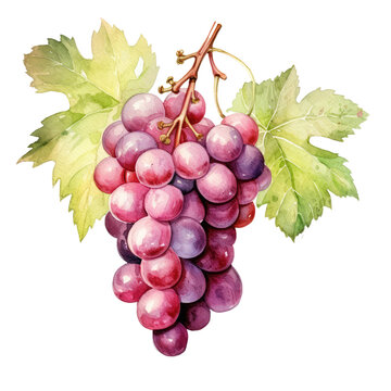 Watercolor grape hand drawn grape vector illustration, purple isolated on white background