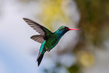 Colibrí esmeralda macho volando © Maelia Rouch
