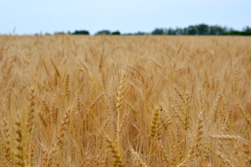 agricultural field with ripe wheat and forest on horizon close up
