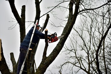 A gardener trims tree branches at heights using a chainsaw
