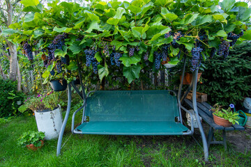 ławka obrasnieta winogronami