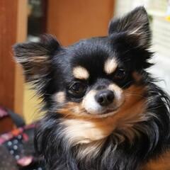 チワワの顔　アップ正方形