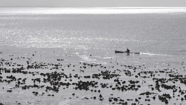 silhouette of person on kayak rowing across glistening ocean. Kelp bed bobs in the swell