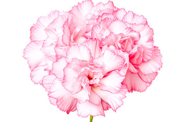 pink carnation flower isolated on white background. close-up