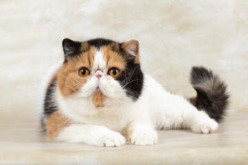 beautiful exotic shorthair cat lies on light background of studio.