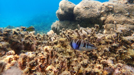 Painted comber (Serranus scriba) undersea, Aegean Sea, Greece, Halkidiki

