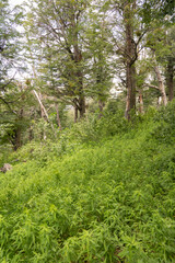 Obraz premium Forest background. View of the trees and lush vegetation in the mountain wood.