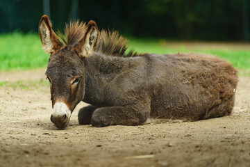 Fototapeta premium Donkey is resting in zoo