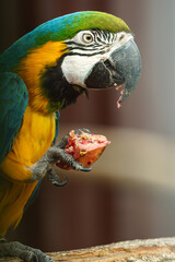Blue and yellow macaw in zoo