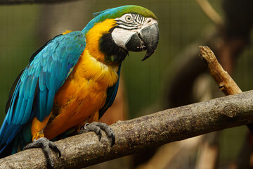 Blue and yellow macaw in zoo