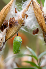 Closeup of newly formed monarch chrysalis hanging from swamp milkweed pod with seeds  