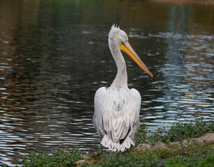 Dalmatian Pelican