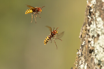 Fototapeta premium Europäische Hornissen (Vespa crabro) Begegnung