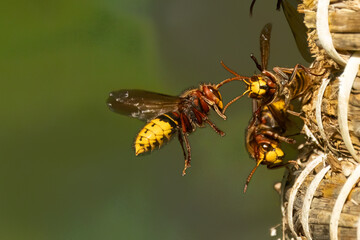 Europäische Hornisse (Vespa crabro) wird von Wächterin am Nesteingang begrüsst