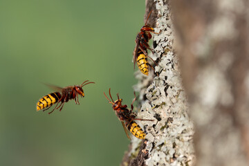Europäische Hornisse (Vespa crabro)