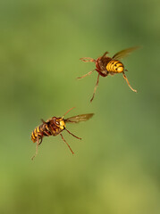 Europäische Hornissen (Vespa crabro) Begegnung