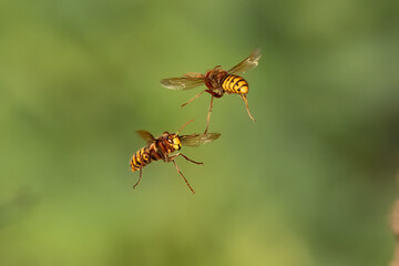 Europäische Hornissen (Vespa crabro) Begegnung