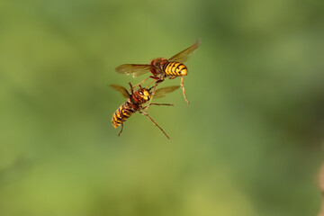 Europäische Hornissen (Vespa crabro) Begegnung