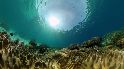 Underwater Colorful Tropical Fishes. wonderful and beautiful underwater colorful fishes and corals in the tropical reef. Philippines.