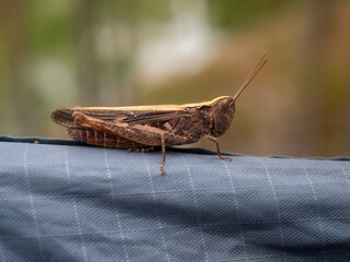 portrait of a grasshopper