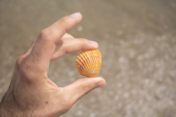 A person is holding a shell in their hand