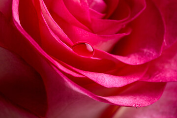 Red rose flower close up. A drop of dew on a petal. Symbol of Love. Valentine card design.