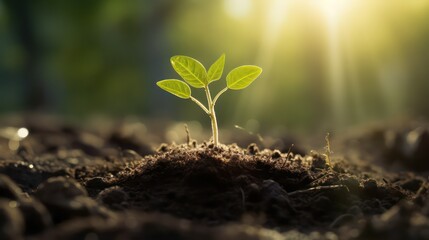 Green seedling illustrating concept of new life and natural growing from seed - obrazy, fototapety, plakaty