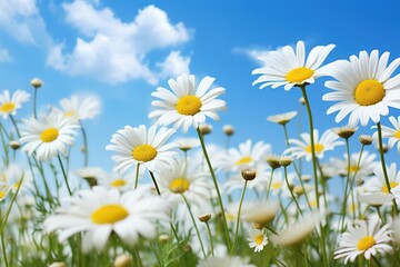 Summer landscape with daisies and blue sky. Nature background.