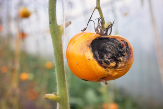 Close up photo of organic tomato infected by Phytophthora infestans, selective focus.