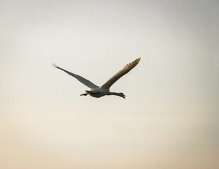 A beautiful animal portrait of a Little Egret in flight