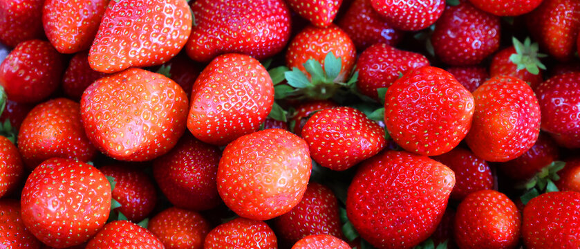 The garden strawberry is a widely grown hybrid species of the genus Fragaria, collectively known as the strawberries. It is cultivated worldwide for its fruit.