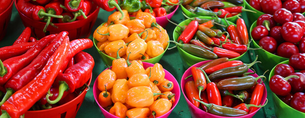Hot peppers varieties Pimientos Choriceros, Scotch Bonnet, dry hot guindilla peppers, and Piparras-Basque green peppers in brine.